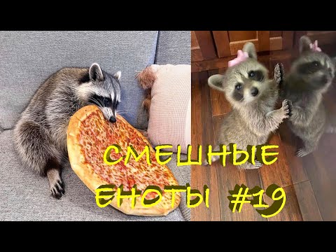 Видео: Cмешные ЕНОТЫ #19 / Приколы с ЕНОТАМИ 2021 / Funny Raccoons.
