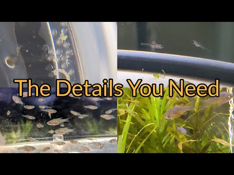 Видео: Как разводить данио сорта «Небесная жемчужина»: подробное руководство