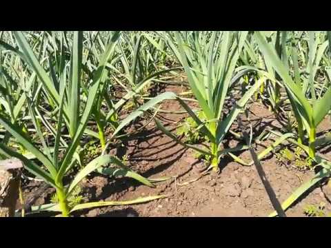 Видео: Как работать гербицидом без вреда для чеснока?