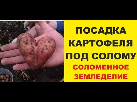 Видео: Соломенное земледелие. Посадка картофеля 2018