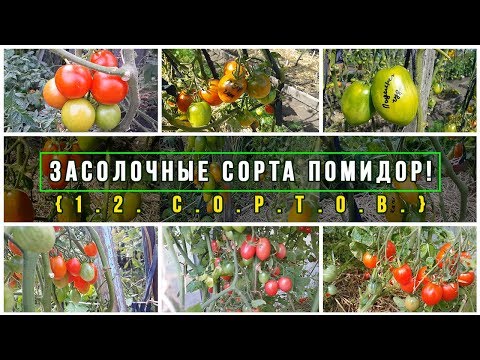 Видео: Засолочные сорта помидор!  Обзор , и вкусовые характеристики!