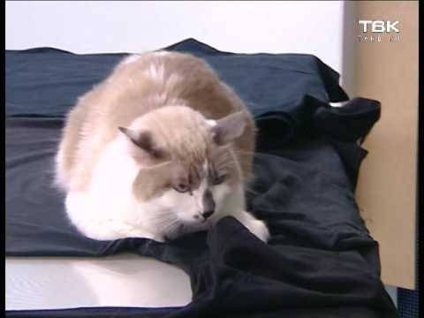 Видео: Чем отчистить одежду от шерсти