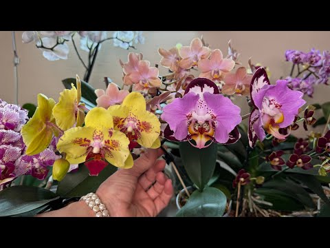 Видео: В гостях у зрителей ( Коллекция Ольги часть -1 )