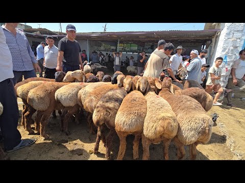 Видео: 8 ноября 2025 Г.МОЛБОЗОРИ Ш ХУЧАНД ХУДЖАНД НАРХОИ ГУСФАНД КУЙБОЗОР 