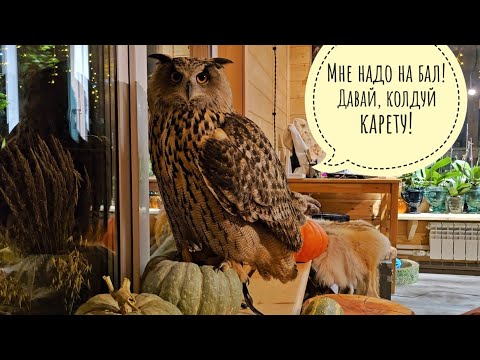 Видео: Сова филин Ёль никуда не спешит, но попадает туда, куда ей нужно. Опять ледяную лягушеньку достала