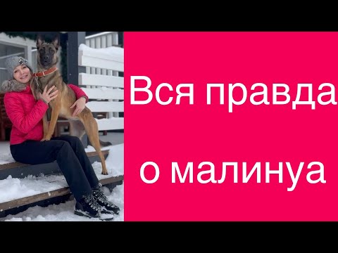 Видео: Вся правда о малинуа