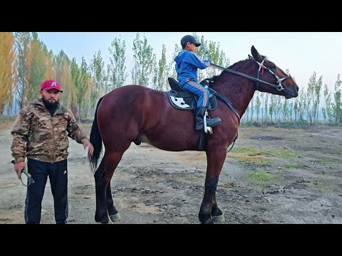 Видео: #horse #конноеранчо #otbozor #rek  +998905805972
