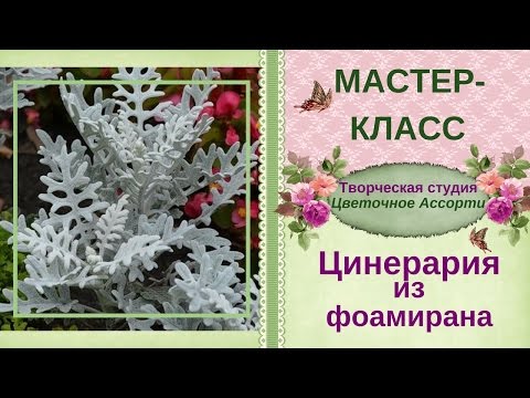 Видео: ✿Цинерария✿Мастер-класс из фоамирана✿