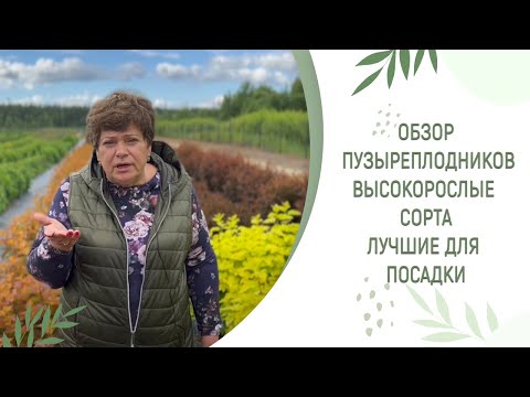 Видео: Обзор пузыреплодников | высокорослые сорта | лучшие для посадки