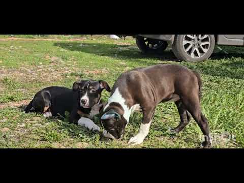 Видео: Купировать уши просто, но есть нюансы