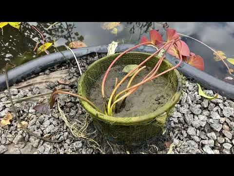 Видео: Зимовка нимфеи 🌼