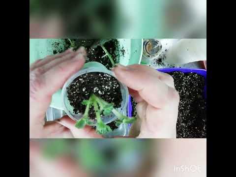 Видео: Відсадка дітки фіалки від листа Розмноження фіалок