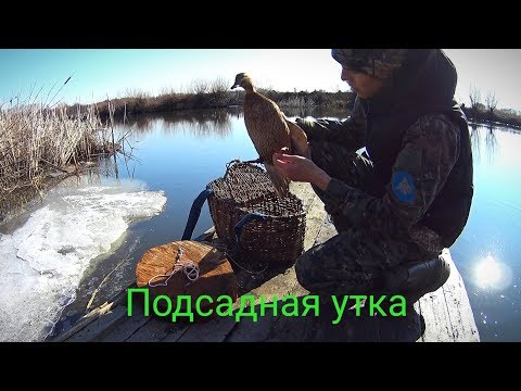 Видео: Подсадная утка и всё что нужно для неё