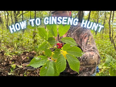 Видео: Как добывать женьшень — добыча женьшеня в горах Теннесси