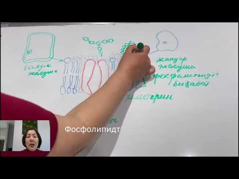 Видео: 1-бөлім.Жасушалық биология Жасуша қасиеті#biologydiagrams# examquestions#биологияҰБТ2024