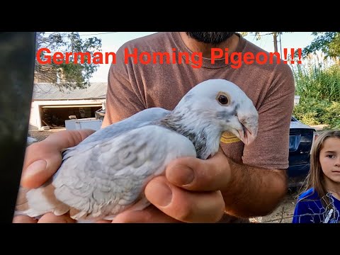 Видео: Я ДОЛЖЕН БЫЛ КУПИТЬ ЭТИХ ГОЛУБЕЙ!!! Аукцион животных амишей (сентябрь 25 г.)