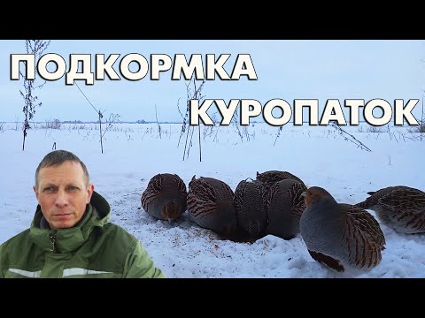 Видео: Подкормка серых куропаток (Perdix perdix) / Репортаж орнитолога