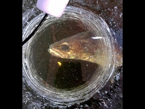 Видео: Первый ледовый поход сезона NCOR на озеро Вудс