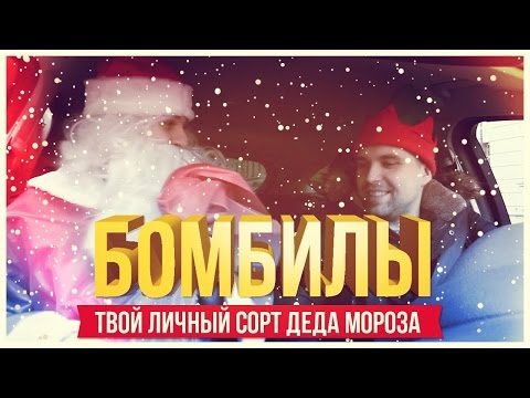 Видео: ТВОЙ ЛИЧНЫЙ СОРТ ДЕДА МОРОЗА