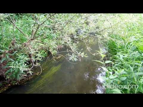 Видео: Место для пасеки. Медоносы.