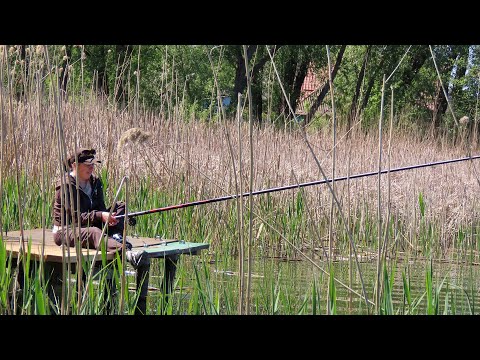 Видео: Ловля карася на боковий кивок в молодому очереті