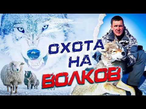 Видео: охота на волков .ВОЛКИ РАЗОРВАЛИ САЙГАКА! WOLFSJAGD!