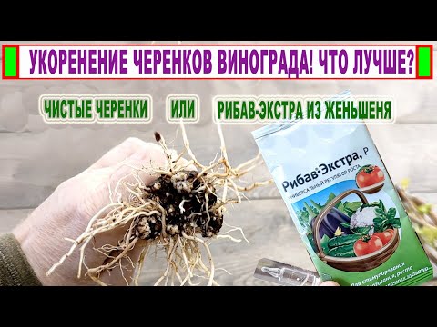 Видео: 🍇Укореняю виноград с РИБАВ-ЭКСТРА. Неужели он работает? Экологический природный безопасный! НЕ ХИМИЯ