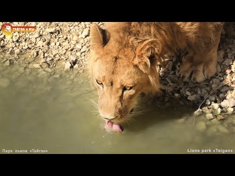 Видео: Братья в загуле - Русик в карауле. Львы. Тайган. Lions life in Taigan.