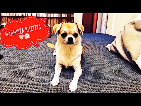 Видео: КАК МЫ ВОСПИТЫВАЕМ НАШУ СОБАКУ🐶ЧИХУАХУА ЛИЗИ