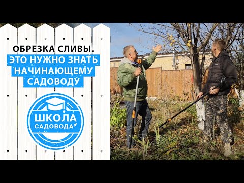 Видео: Золотые правила обрезки сливы. Теперь вам станет все понятно! Подробное видео про обрезку сливы