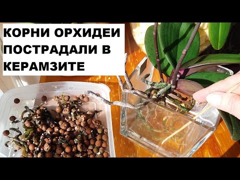Видео: КОРНИ ОРХИДЕИ ПОСТРАДАЛИ В КЕРАМЗИТЕ. ПЕРЕВОЖУ В ПЕНОПЛЕКС.