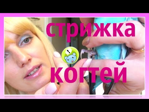 Видео: Стрижка когтей попугаю.