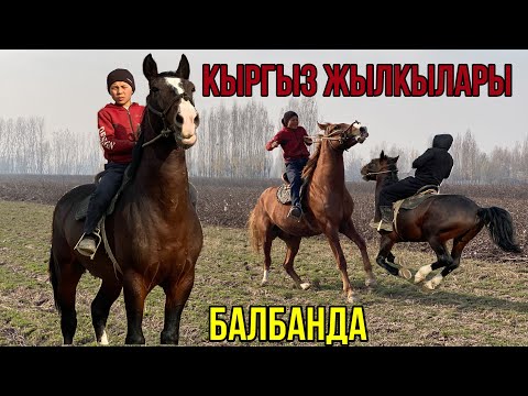 Видео: Улакчы БАЛБАНДЫН Ишеништүү ЧАБЫЛЫП Жүргөн Аттары САТЫЛАТ 25.11.2022