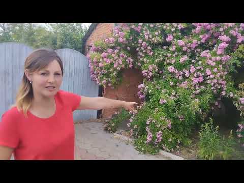 Видео: 👍З нас пропозиція - з вас порада ! Завітали до Тетяни!🌹Цвітіння троянд 🌹!