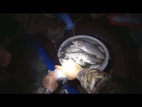 Видео: Рыбалка на сига сетями и отличный улов. Fishing for whitefish. Salmon fishing.