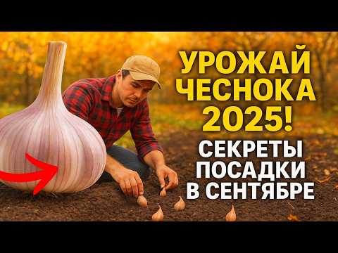 Видео: Посадка Озимого Чеснока от А до Я: Полное Руководство для Гарантированного Урожая в Сентябре.