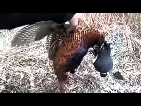 Видео: ЛОВУШКА БУТЫЛКА НА ФАЗАНА///САМАЯ КРУТАЯ ЛОВУШКА