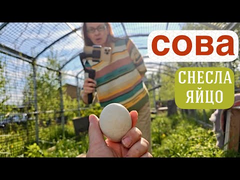 Видео: В гости к @Yoll  | Коллекция цветов Ники | Избушка Ирины Александровны