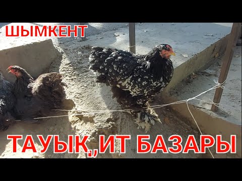Видео: ШЫМКЕНТ ТАУЫҚ, ИТ БАЗАРЫ.