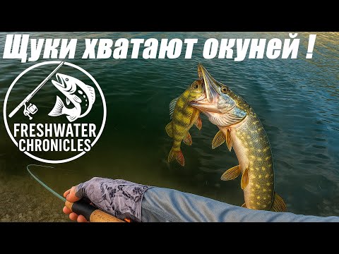 Видео: ЩУКИ ХВАТАЮТ ОКУНЕЙ! Рыбалка на спиннинг на горном озере - ультралайт и мормышинг в деле!