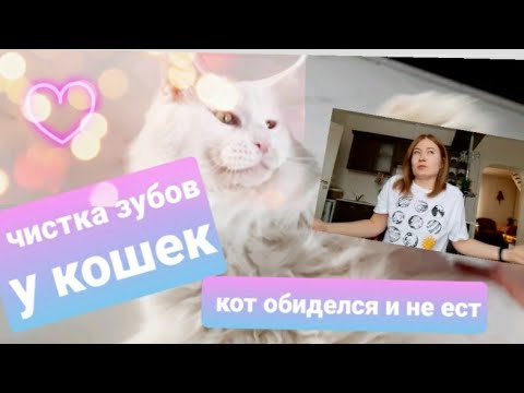 Видео: ЖИЗНЬ С МЕЙН-КУНАМИ /КАК ЧИСТИТЬ ЗУБЫ КОШКАМ / КОТ ОБИДЕЛСЯ