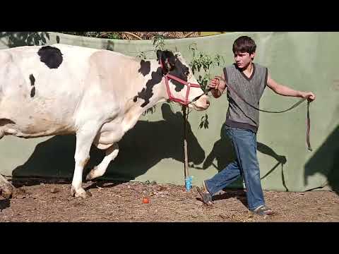 Видео: Моли бехтарин 30летр шир гарантия метум хонада дер намоне 904188723