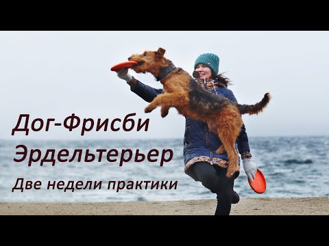Видео: ДОГ-ФРИСБИ или чем занять ЭРДЕЛЬТЕРЬЕРА пока болеешь.