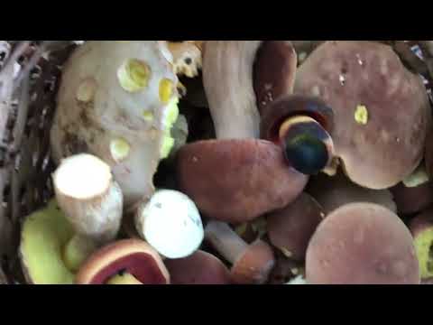 Видео: Білі Гриби підростають