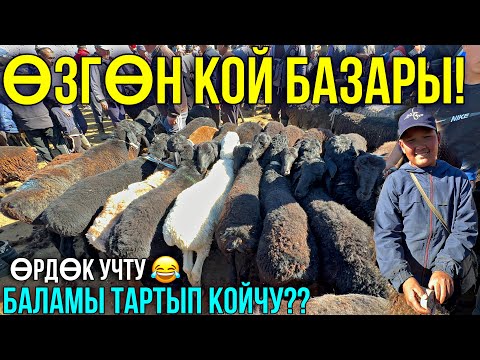 Видео: КОЙЛОР АРЗАНБЫ КЫМБАТБЫ? 🤯#байтв