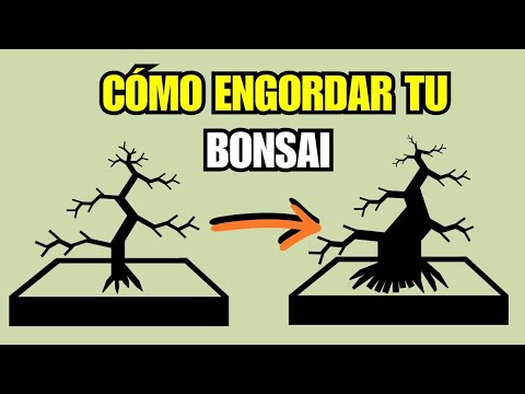 Видео: 3 секрета, как вырастить бонсай | Как утолщить ствол бонсай