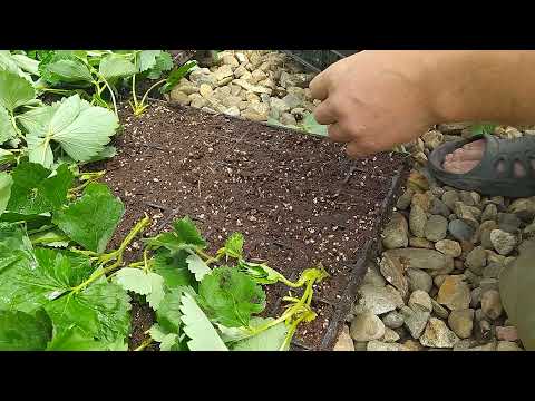 Видео: Лучшая кассетная рассада..Секреты и цены  #клубника#виноград#рассада