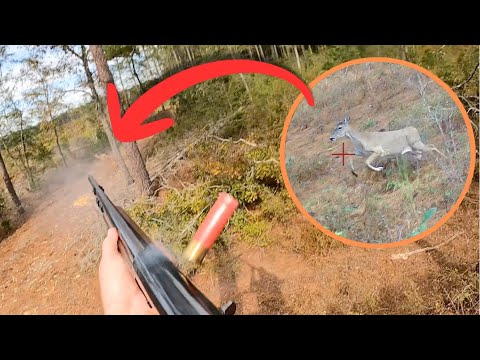 Видео: 5 оленей упали перед собаками!!