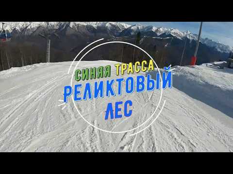 Видео: Синяя трасса "Реликтовый лес" г.к. Красная поляна
