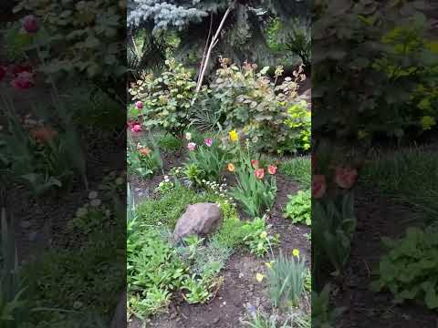 Видео: Як облаштувати АЛЬПІЙСЬКУ ГІРКУ,без зайвих затрат…